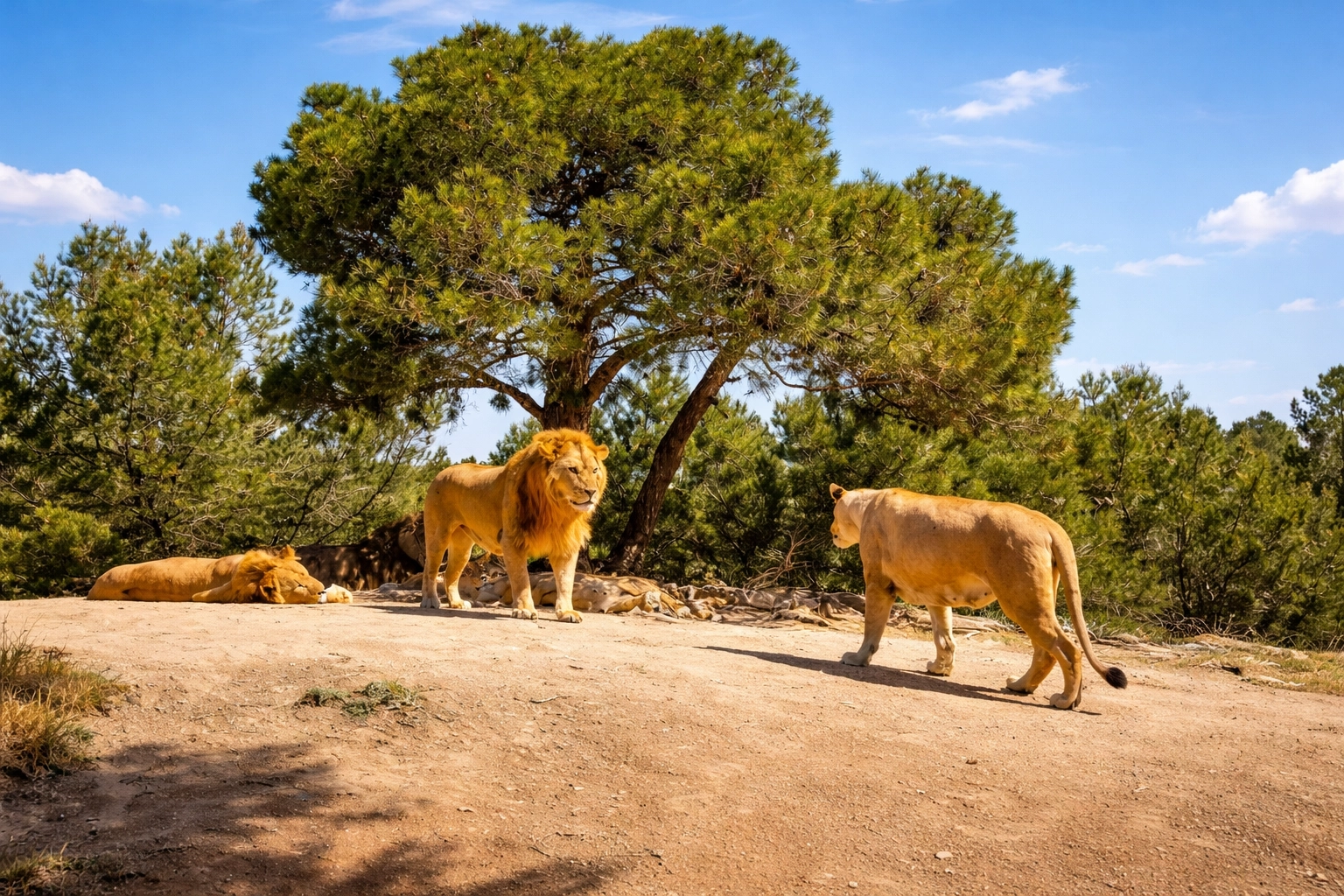 Lions au soleil dans leur enclos méditerranéen à la Réserve Africaine de Sigean dans l'Aude
