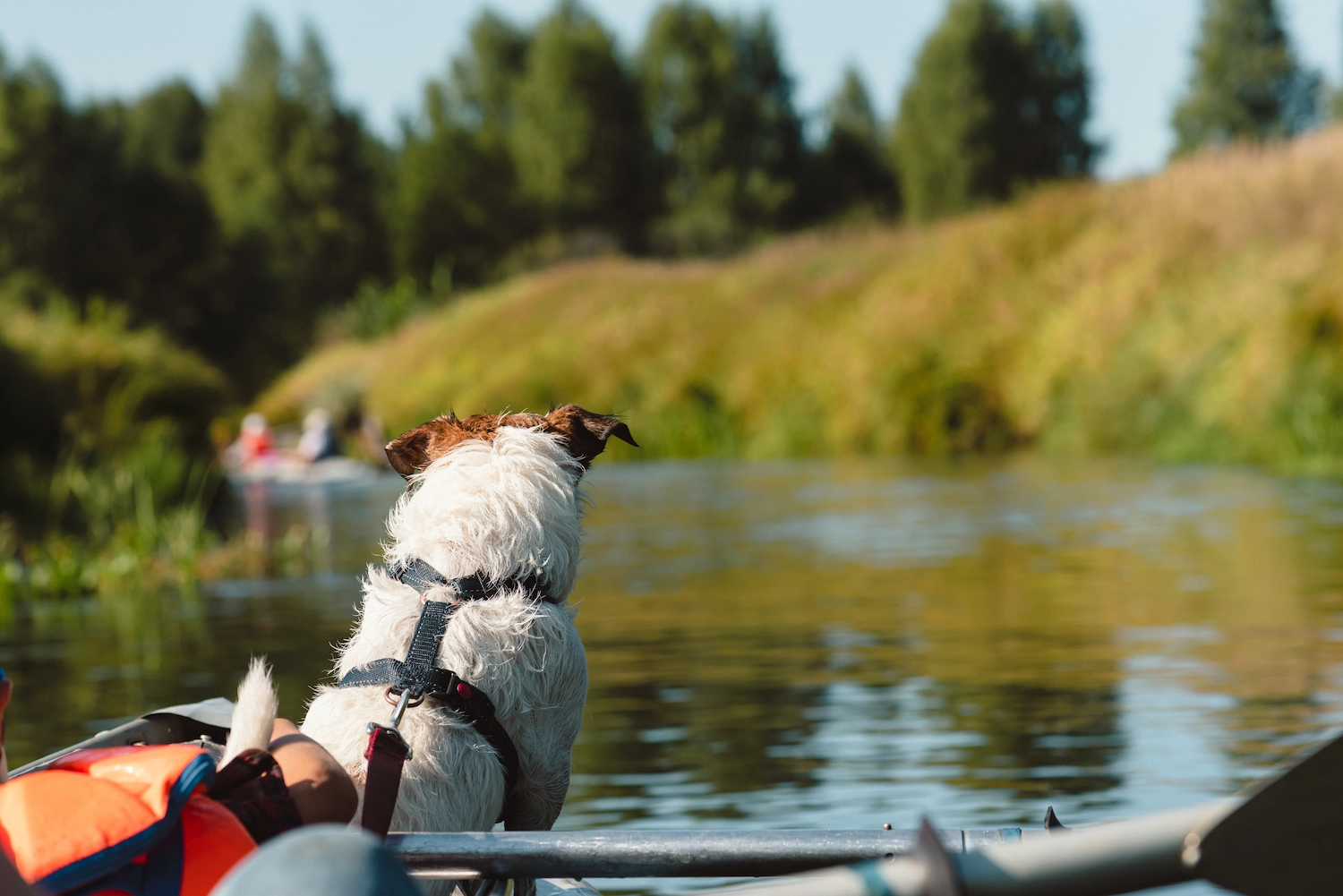 Chien jack russell en kayak sur un lac en Vendée à Longeville-sur-Mer lors d'une balade nautique