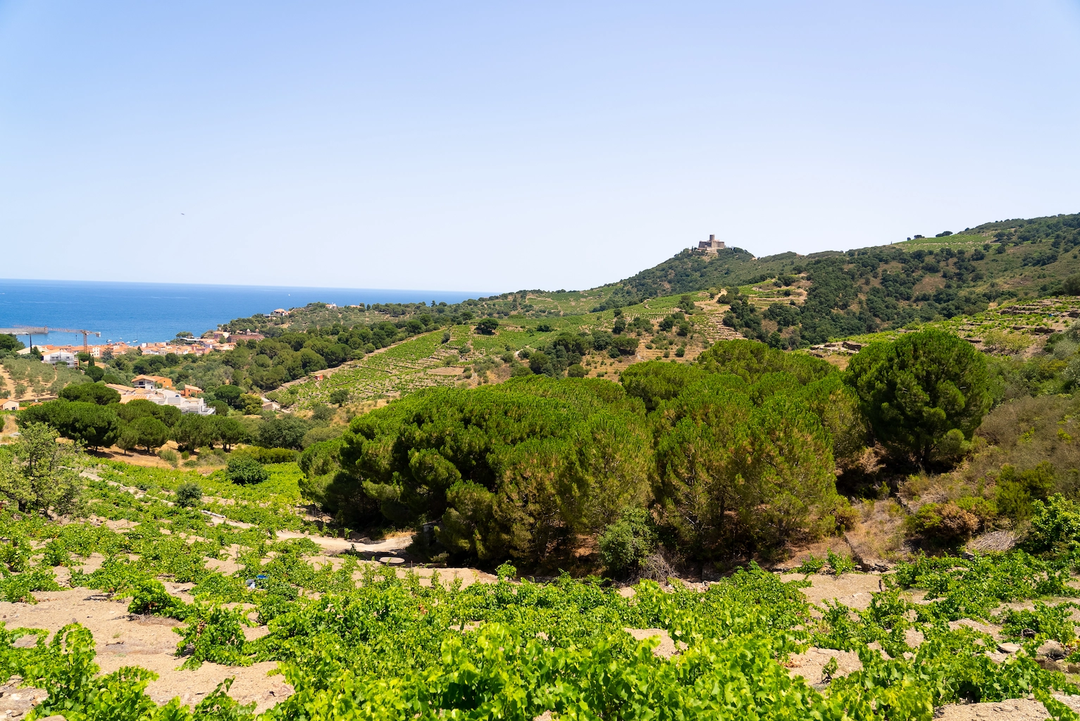 Vignobles en terrasses de la Côte Vermeille surplombant la Méditerranée avec le Fort Saint-Elme à Collioure